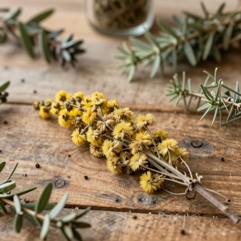 Genista tournefortii subsp. tournefortii