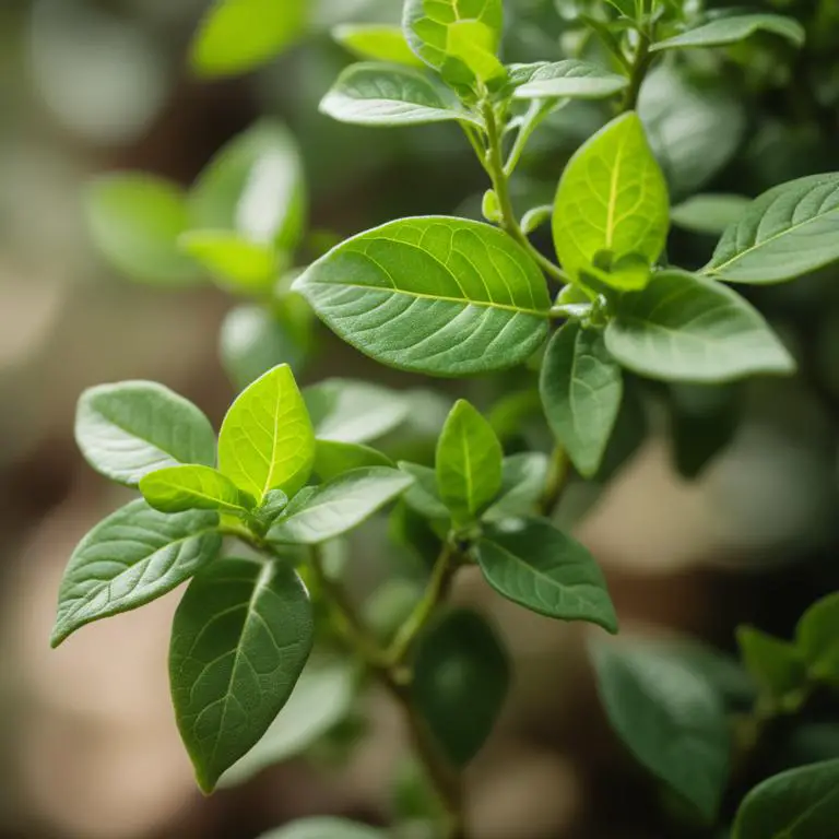 Gymnema sylvestre plant