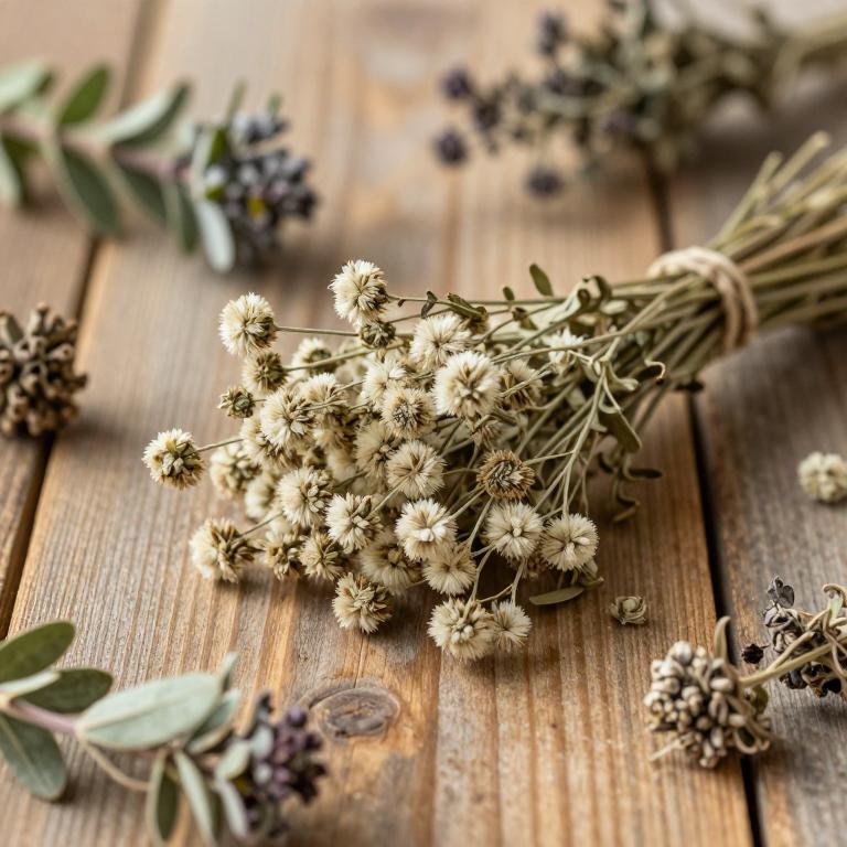 Gypsophila eriocalyx
