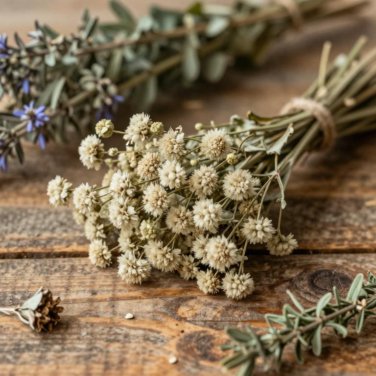 Gypsophila laricina