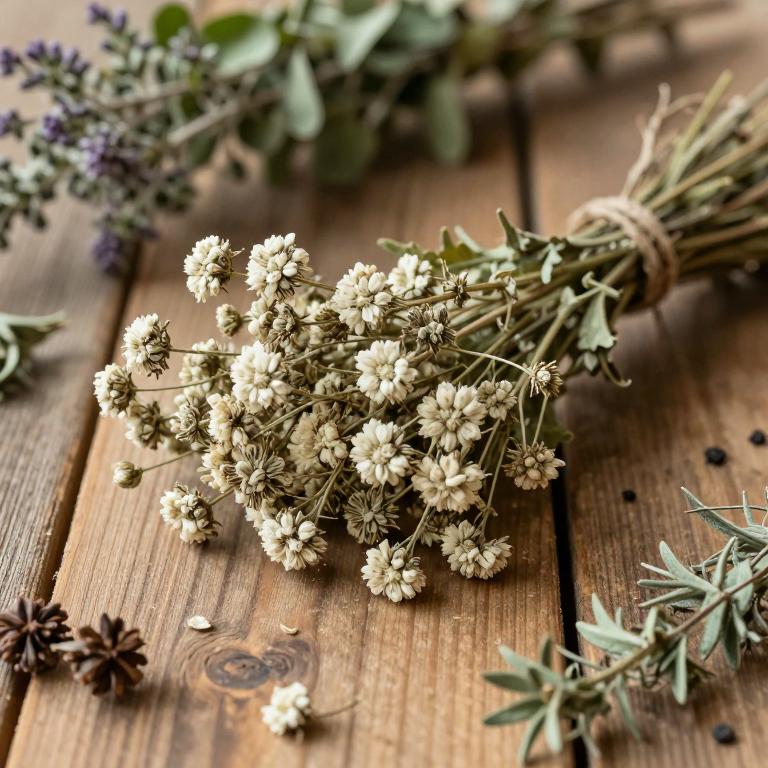 Gypsophila struthium