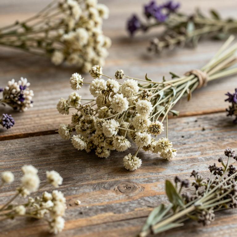 Gypsophila