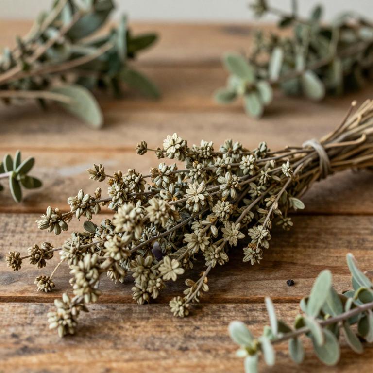 Hakea prostrata