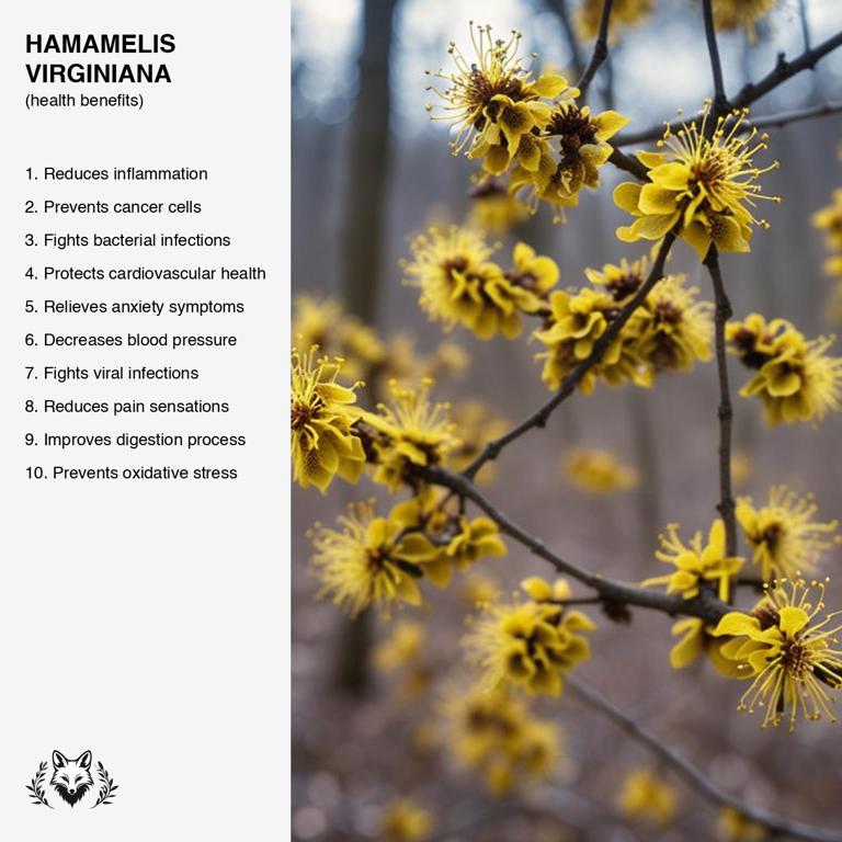 benefits of Hamamelis virginiana