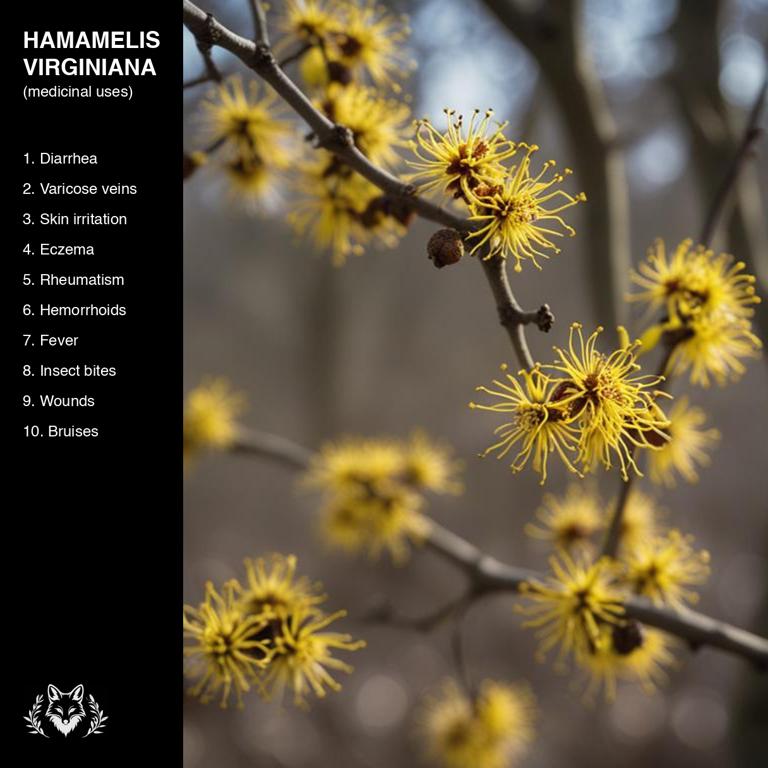 uses of Hamamelis virginiana