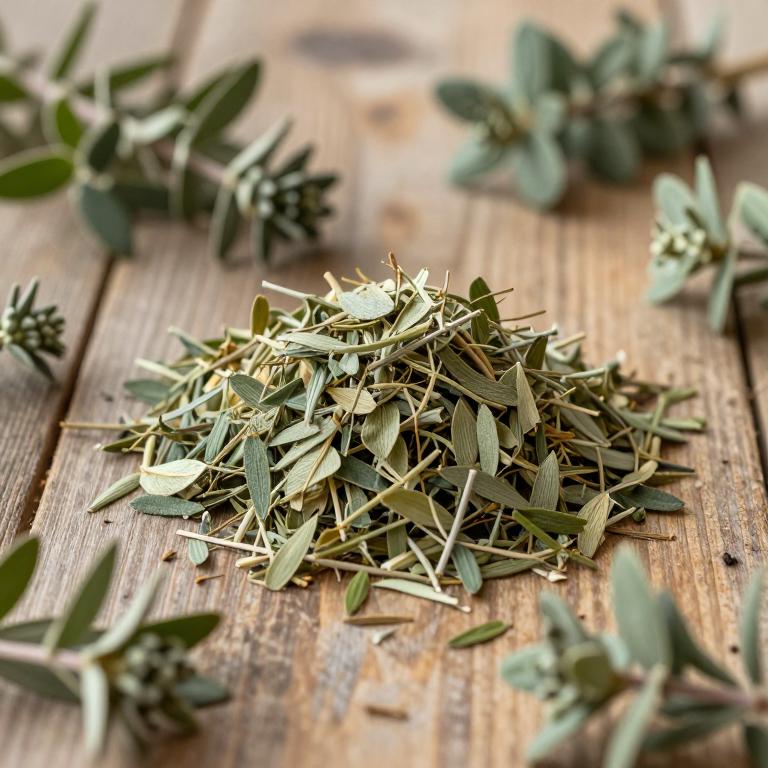 Heimia salicifolia