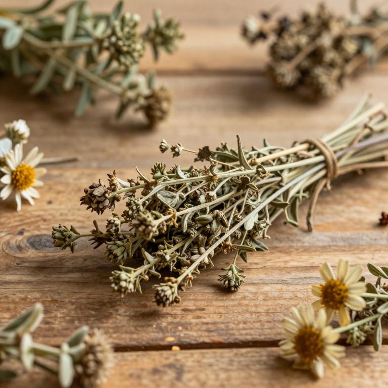 Helichrysum arenarium subsp. rubicundum