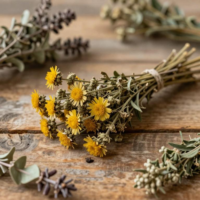 Helichrysum caespititium