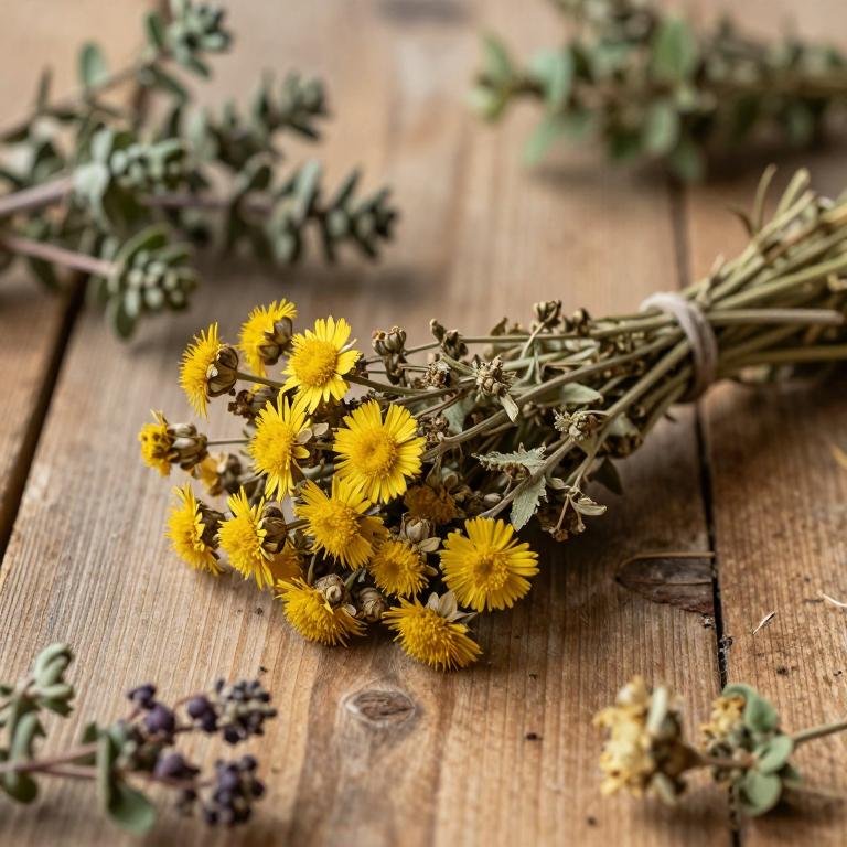 Helichrysum compactum