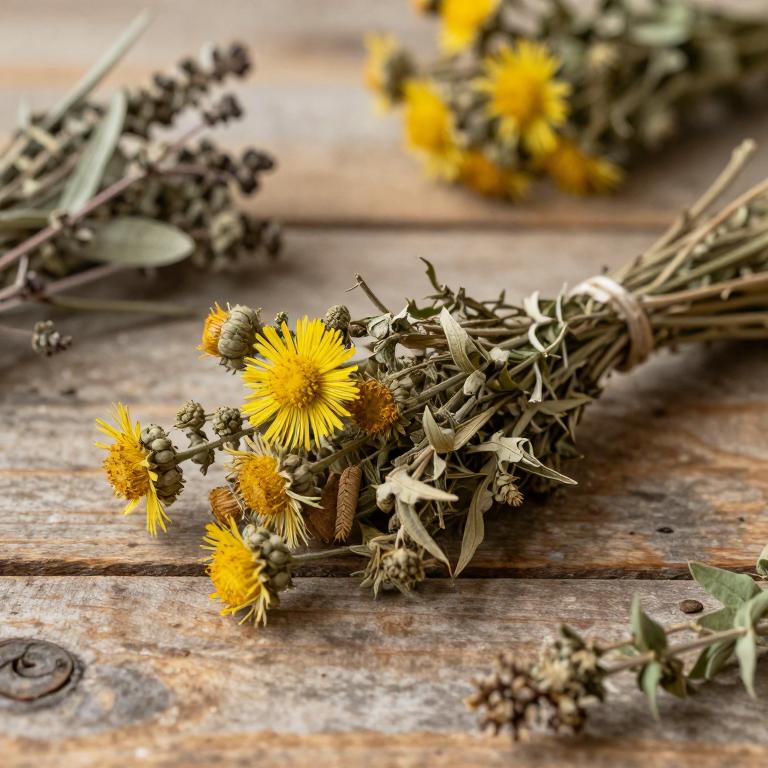 Helichrysum cymosum