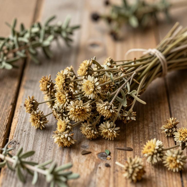 Helichrysum kraussii