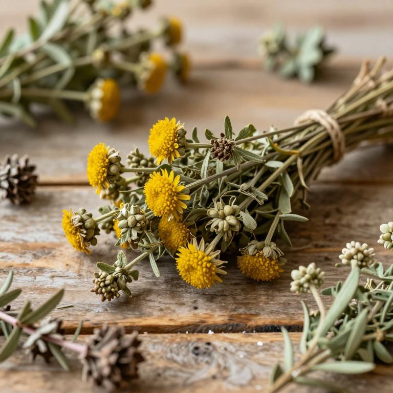 Helichrysum odoratissimum