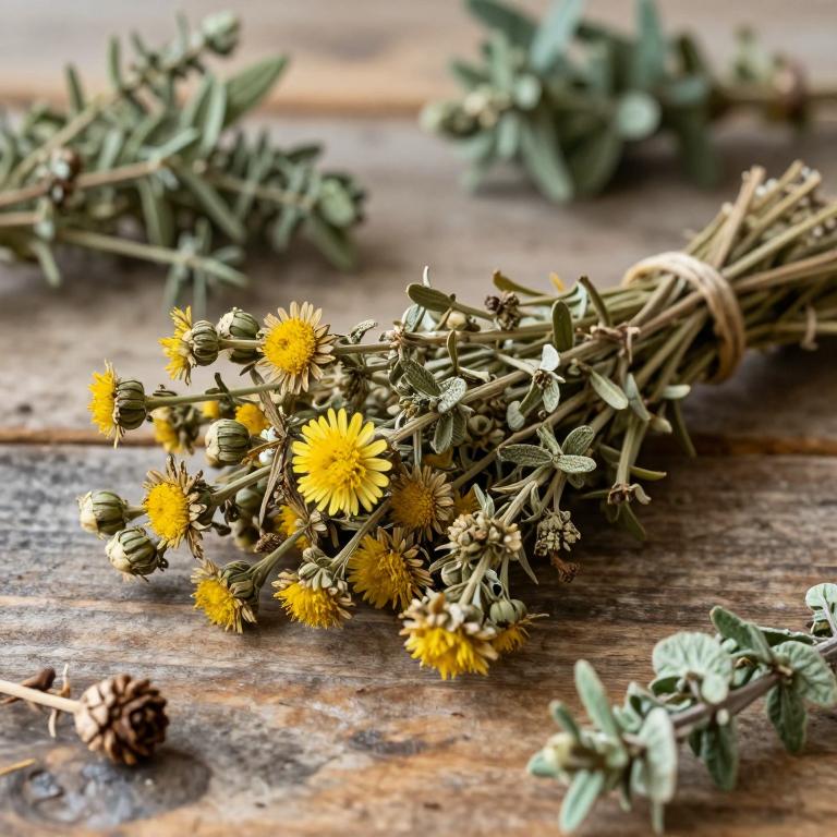 Helichrysum tenax var. tenax