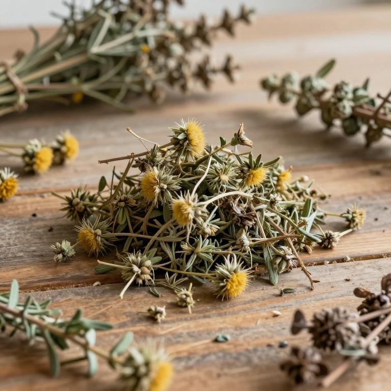 Helichrysum tenax