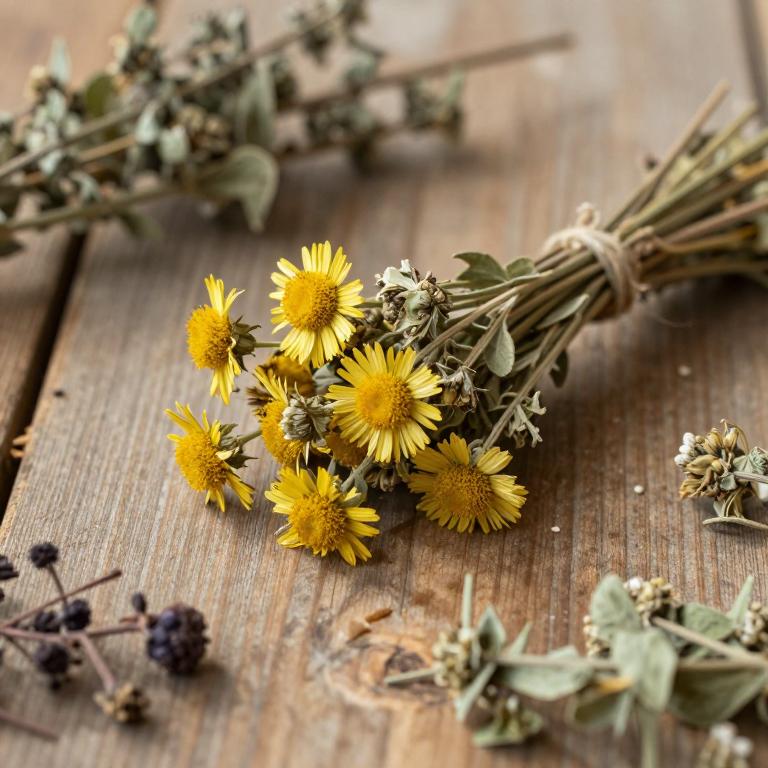 Helichrysum