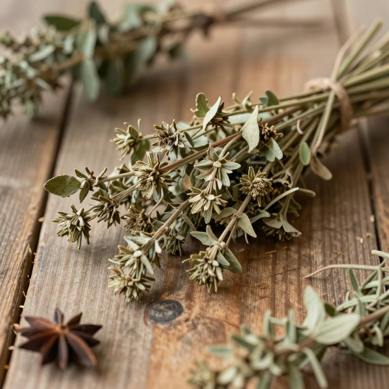 Helinus integrifolius