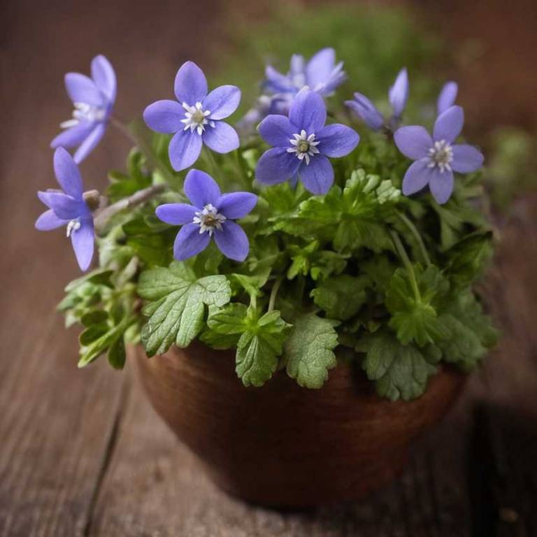 hepatica nobilis