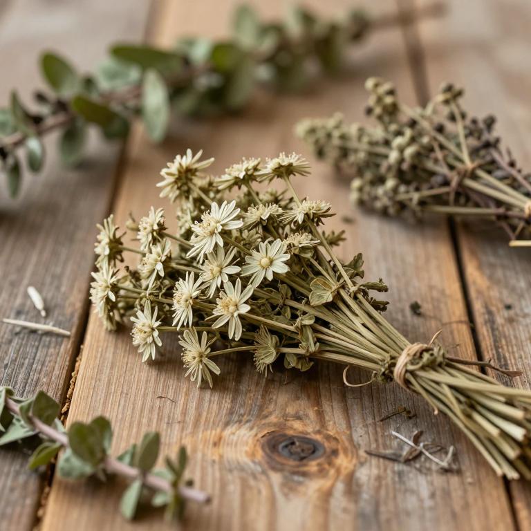 Heracleum mantegazzianum