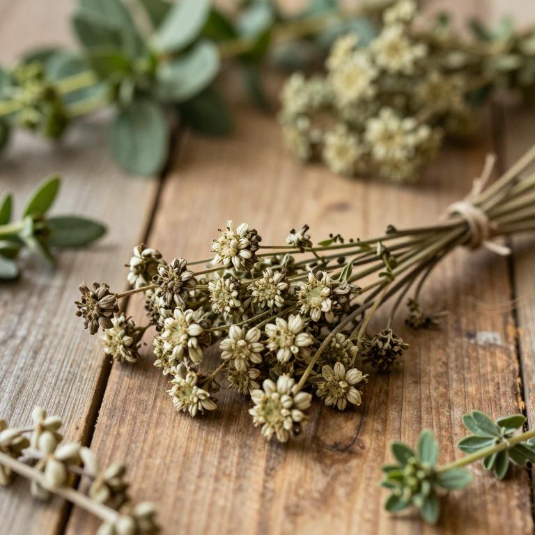 Heracleum sphondylium subsp. ternatum