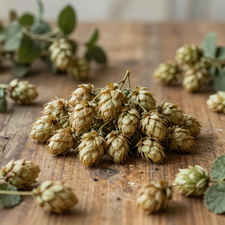 Hoppea fastigiata
