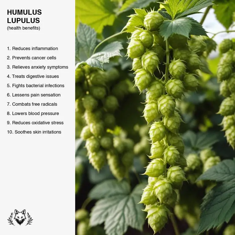 benefits of Humulus lupulus