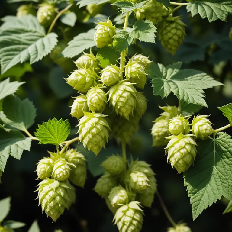 Humulus lupulus plant