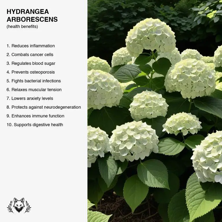 benefits of Hydrangea arborescens