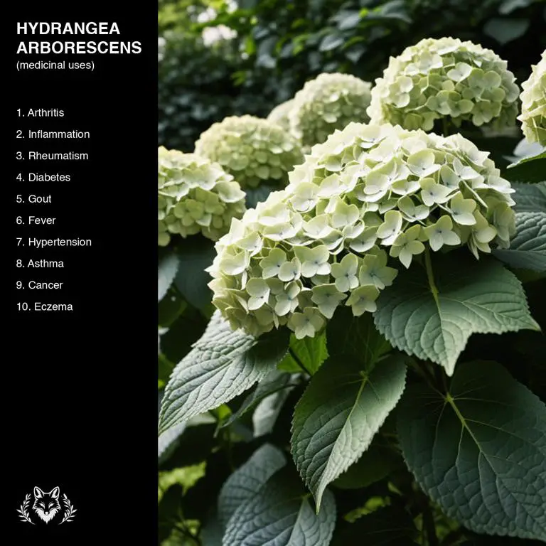 uses of Hydrangea arborescens