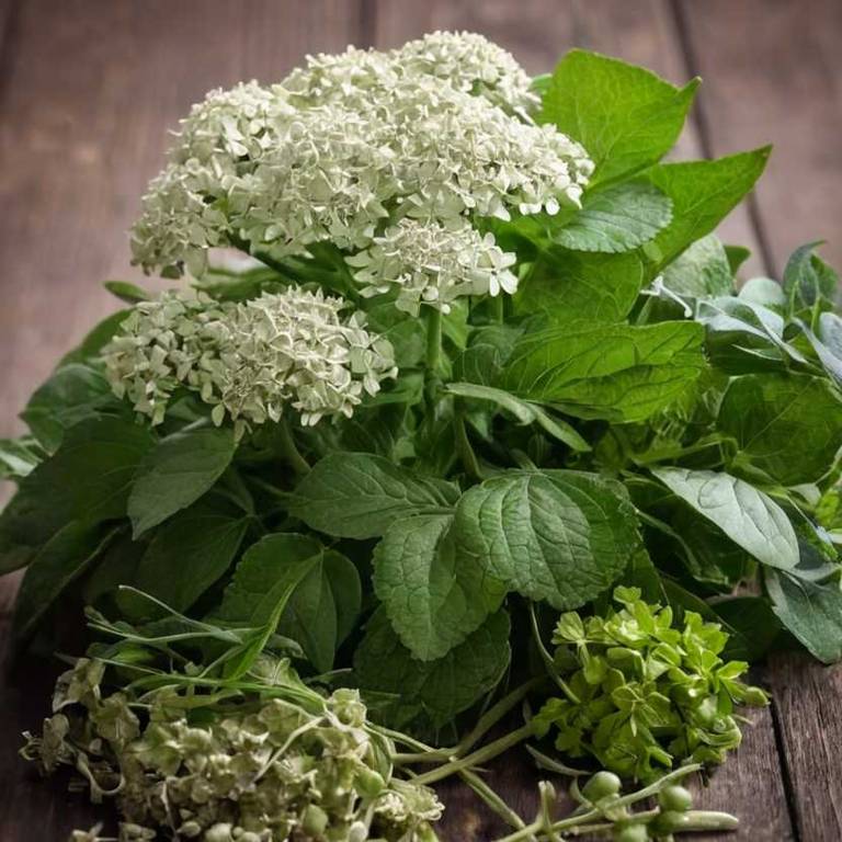 hydrangea arborescens