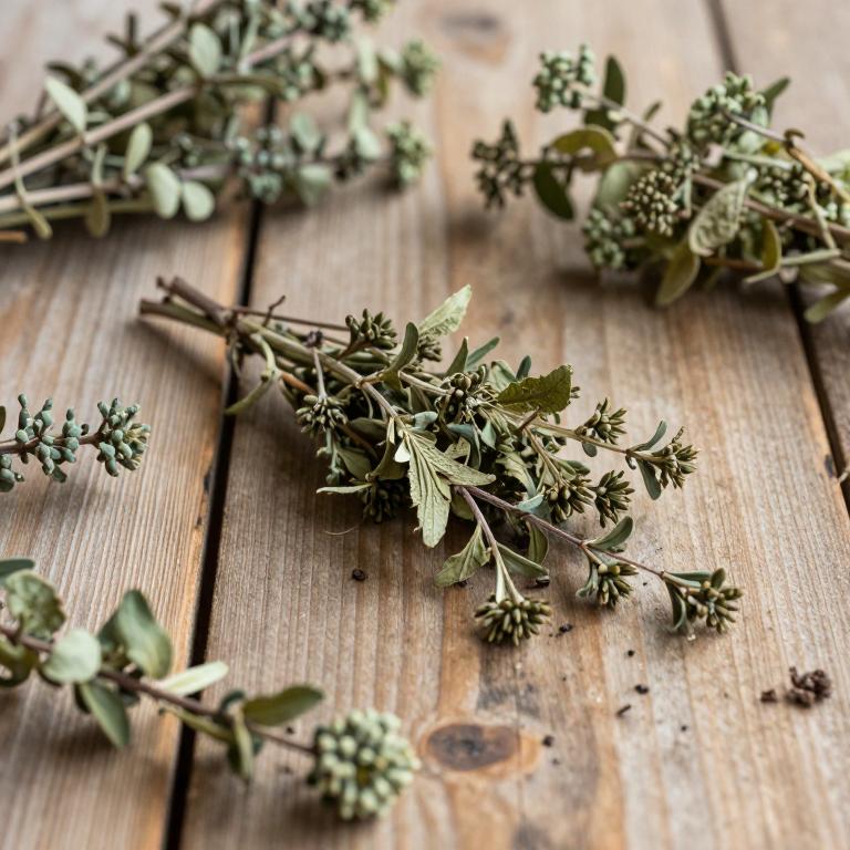 Hygrophila erecta