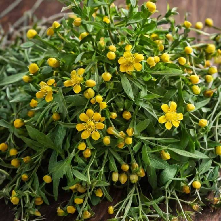 hypericum calycinum