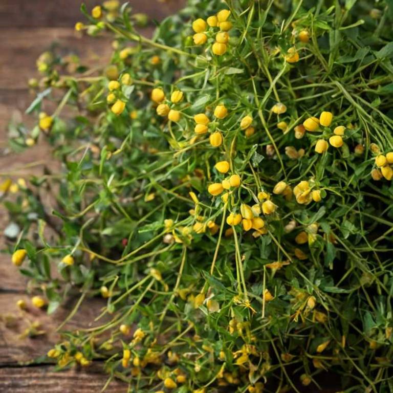 hypericum perforatum for dark circles