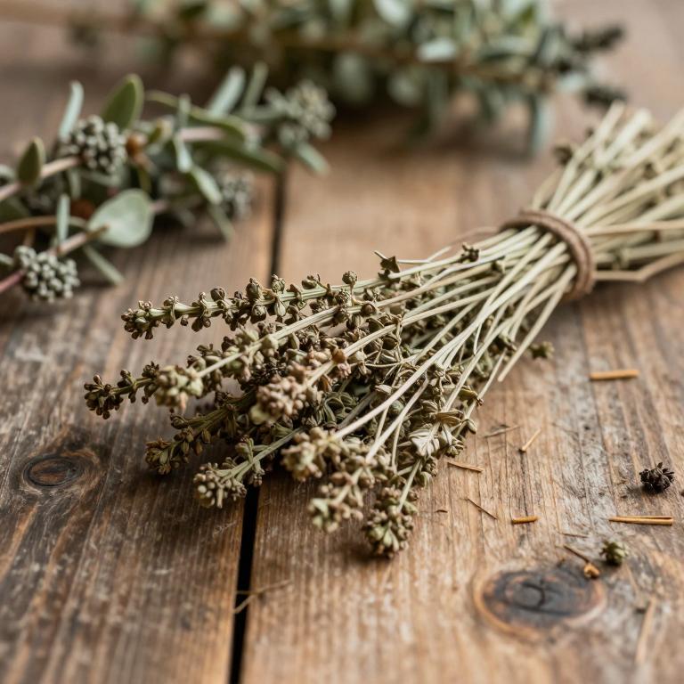 Ifloga spicata subsp. spicata