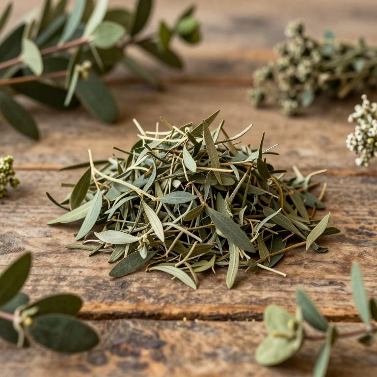 Ilex affinis