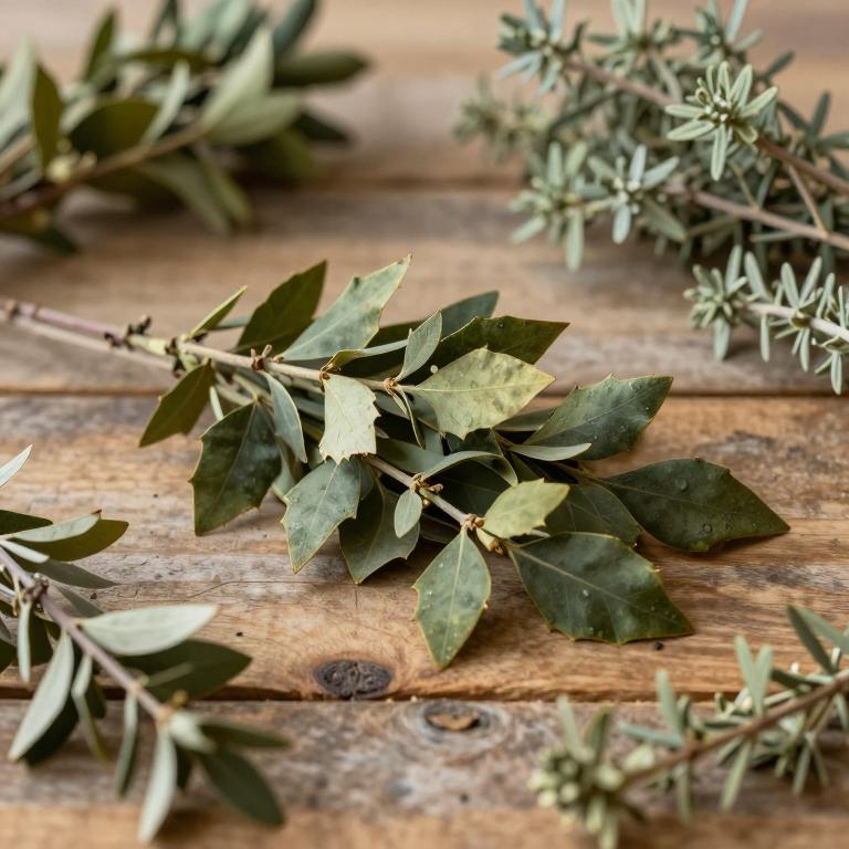 Ilex buxifolia
