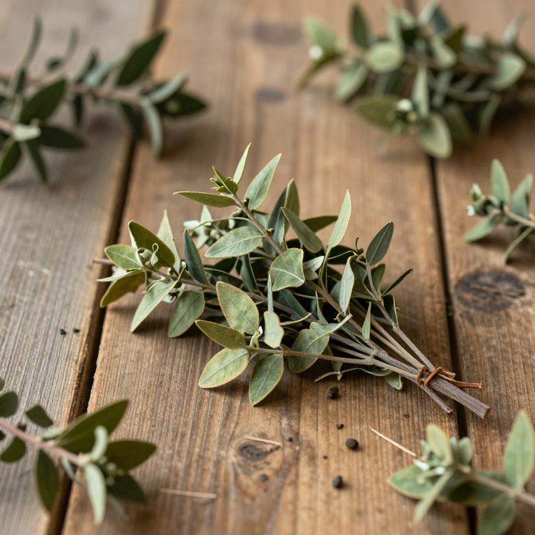 Ilex intermedia