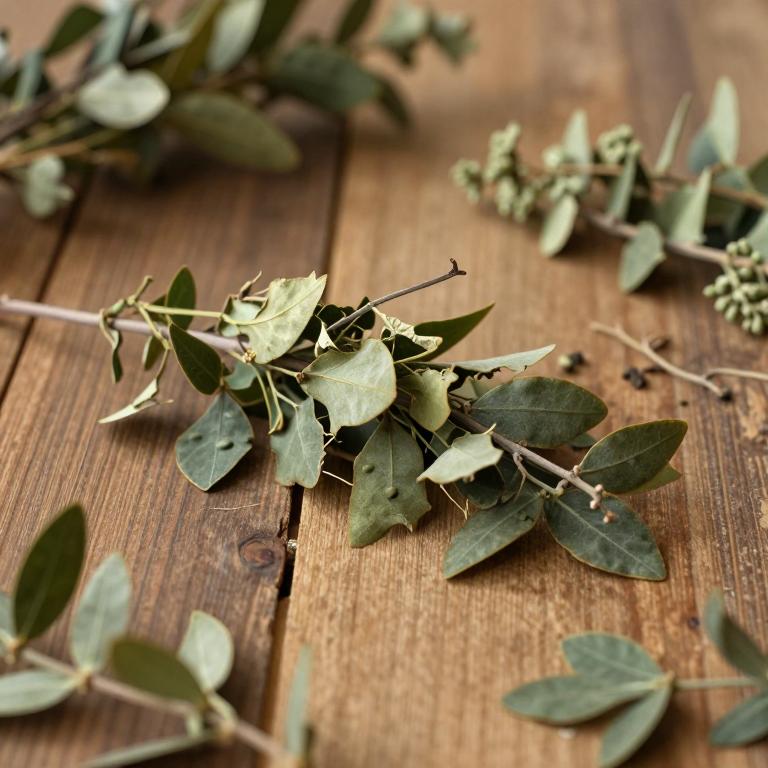 Ilex malayana
