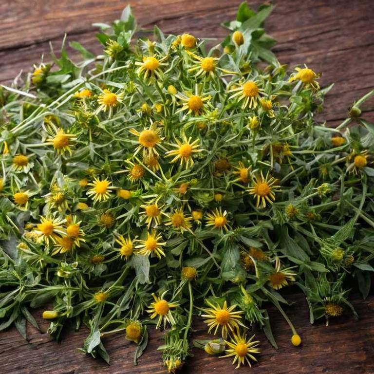 inula racemosa