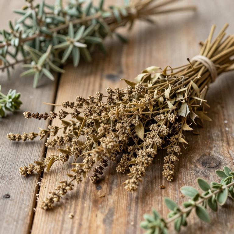 Iresine diffusa f. herbstii