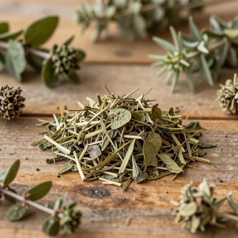 Jacobaea cannabifolia