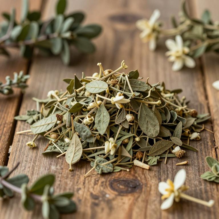 Jasminum flexile