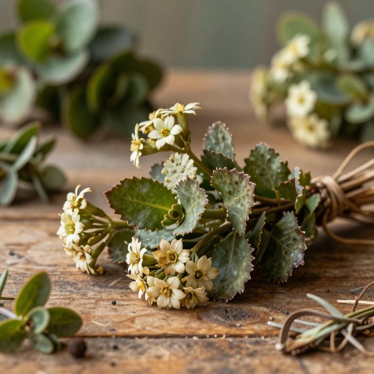 Kalanchoe ceratophylla