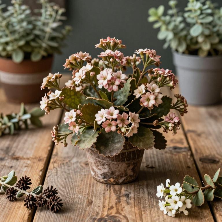 Kalanchoe marmorata