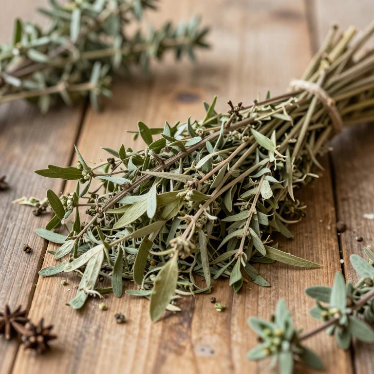 Lactuca saligna