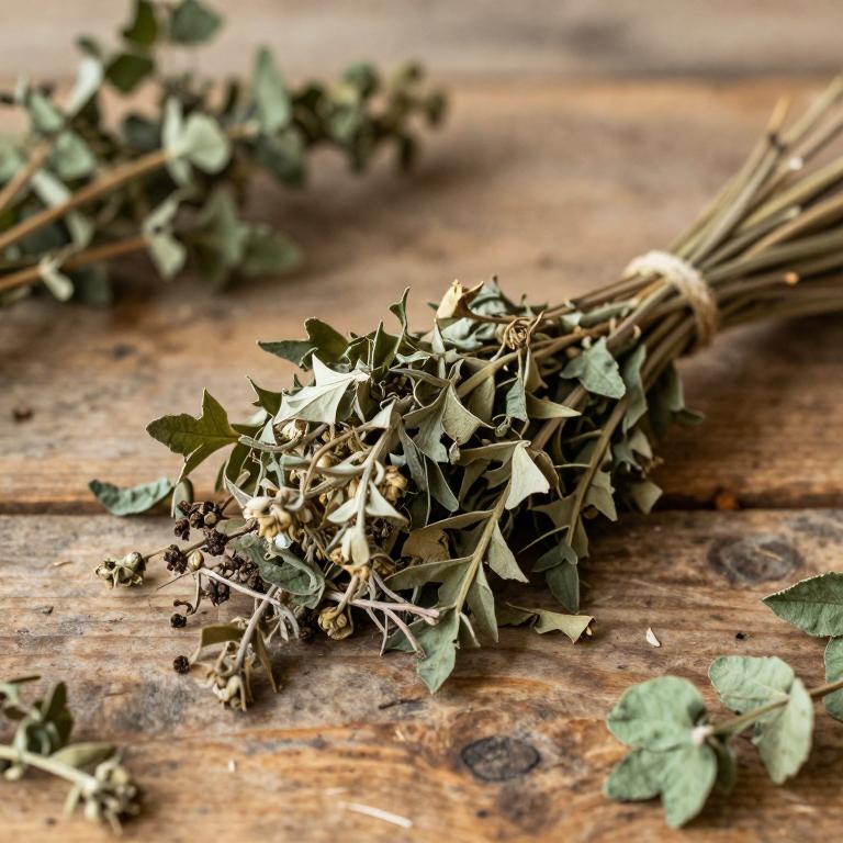 Lamium