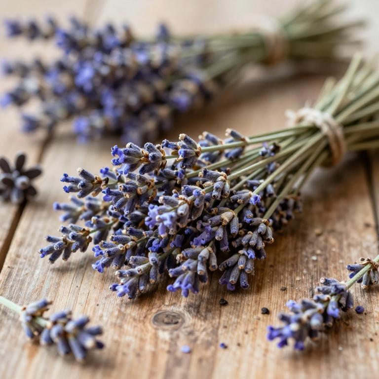 Lavandula angustifolia subsp. pyrenaica