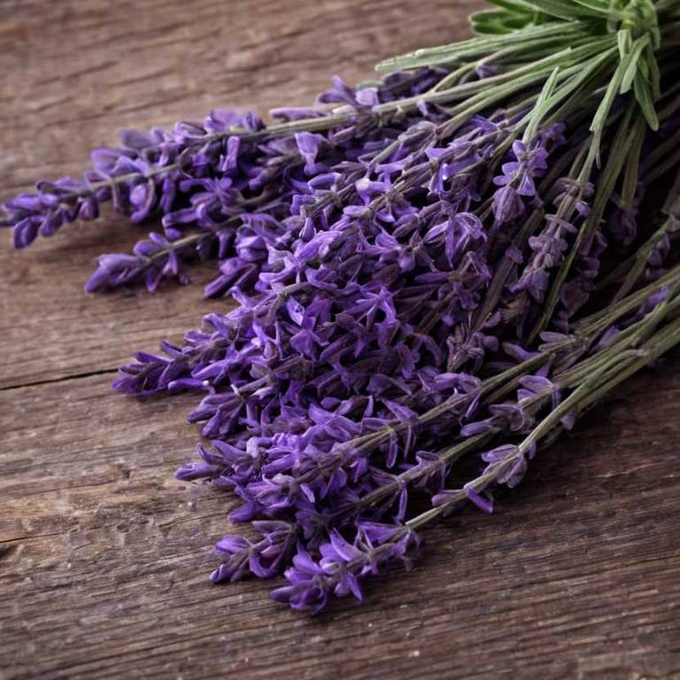 lavandula angustifolia for jaw clenching