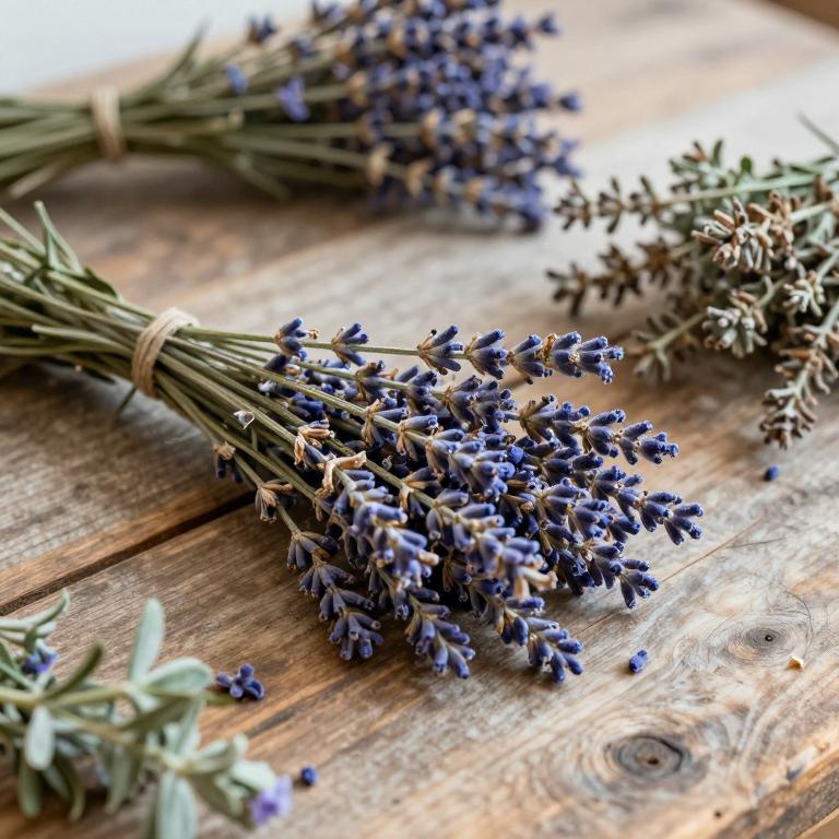 Lavandula austroapennina