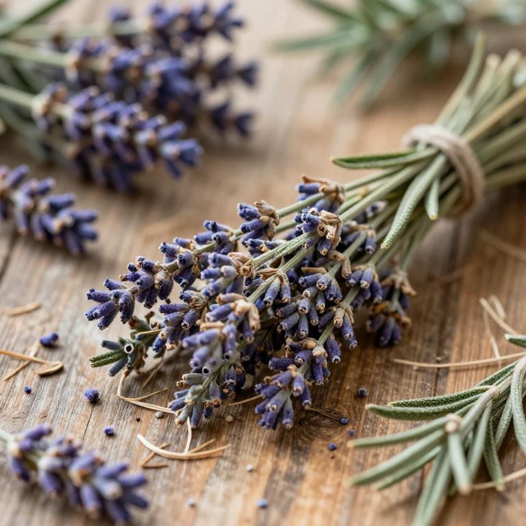 Lavandula bipinnata