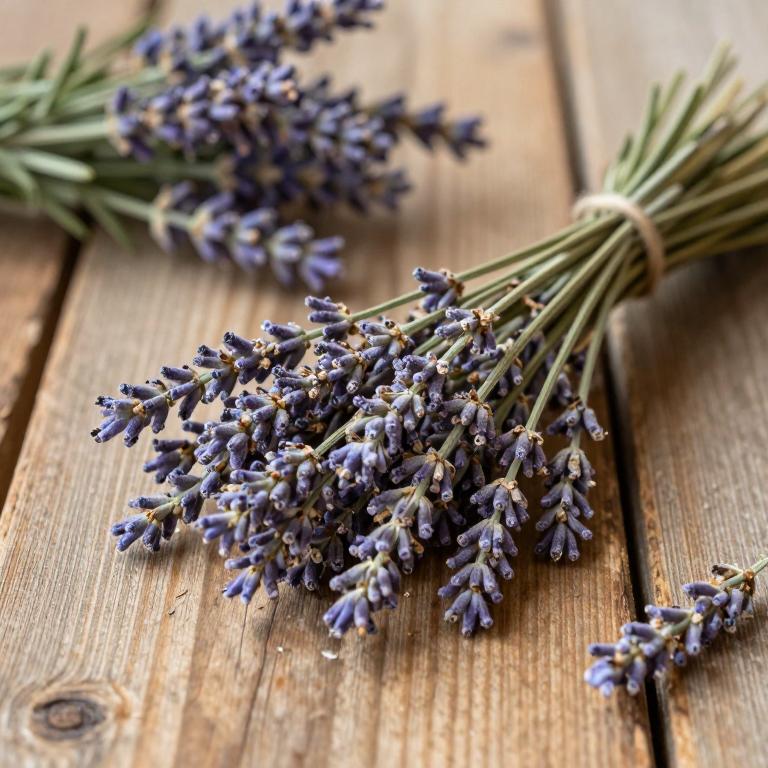 Lavandula dentata var. dentata